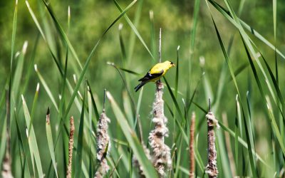 Creating a Wildlife Haven in Your Backyard